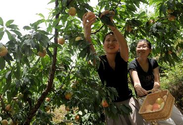 小小水蜜桃增收大产业 2010奉化水蜜桃总产值