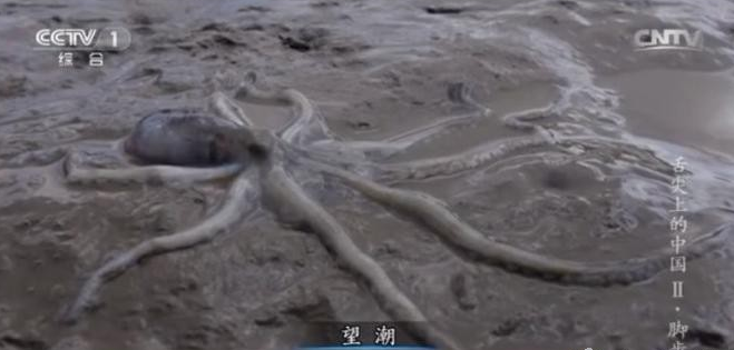 舌尖上的中国海鲜_中国海鲜的消费量_舌尖上的中国字体设计(3)