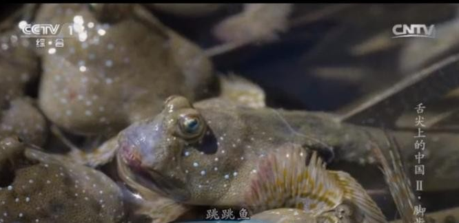 舌尖上的中国海鲜_中国海鲜的消费量_舌尖上的中国字体设计(4)