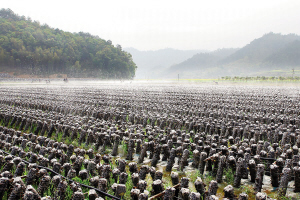 2014年淳安县生产食用菌2154.3万袋,产值101